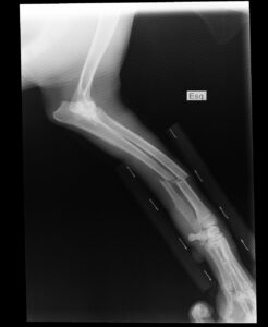 broken arm, x-ray, of the cinnamon of, english pointer, broken arm, broken arm, broken arm, broken arm, broken arm, x-ray, x-ray, x-ray, x-ray